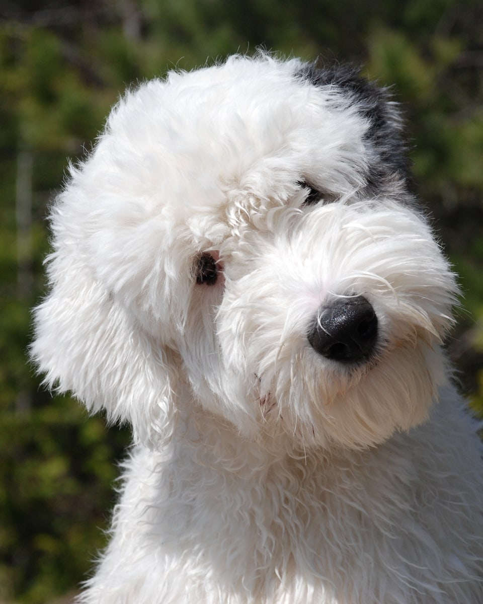 An Old English Sheepdog, white with a grey patch over one eye, in front of green leaves